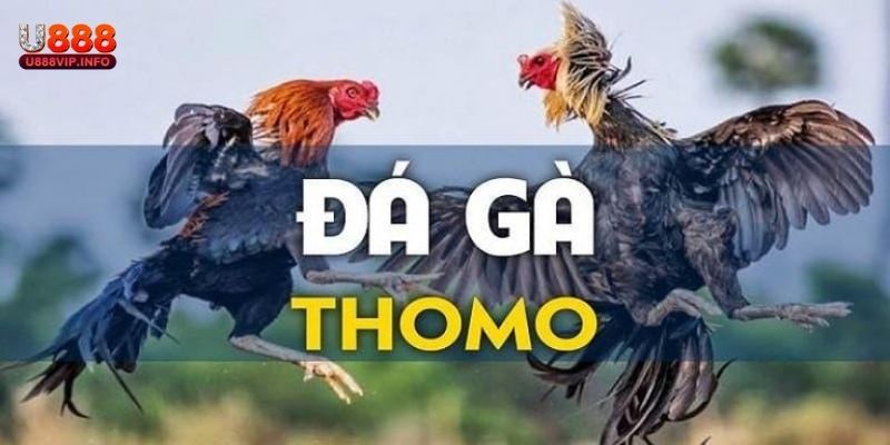 Giới thiệu về đá gà thomo live tại U888